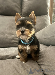 Foto №1. yorkshire terrier - zum Verkauf in der Stadt Nürnberg | 350€ | Ankündigung № 56605