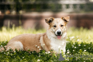 Zusätzliche Fotos: Die Welpen Yuchi und Miyuki suchen einen Menschen!