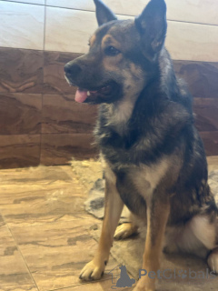 Foto №3. Mukhtar sucht ein Haus.. Russische Föderation