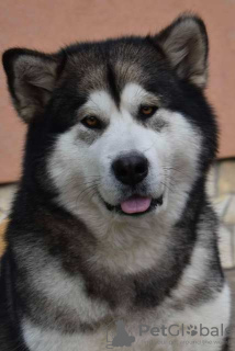 Foto №2 zu Ankündigung № 123288 zu verkaufen alaskan malamute - einkaufen Serbien 