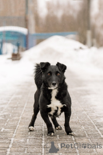 Foto №2 zu Ankündigung № 165048 zu verkaufen mischlingshund - einkaufen Russische Föderation quotient 	ankündigung, aus dem tierheim