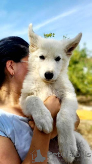 Foto №4. Ich werde verkaufen berger blanc suisse in der Stadt Belgrad.  - preis - verhandelt