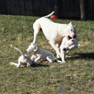 Foto №1. dogo argentino - zum Verkauf in der Stadt Beaufort | verhandelt | Ankündigung № 169457