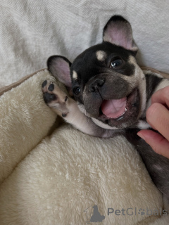 Foto №3. Reservieren Sie jetzt Ihren reinrassigen Französischen Bulldogge-Welpen. Tschechische Republik