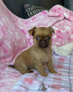 Foto №3. Süße Brüsseler Griffon-Welpen zu verkaufen. Business WhatsApp 4915781334108. Litauen