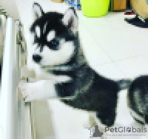 Foto №1. siberian husky - zum Verkauf in der Stadt Pieksämäki | 340€ | Ankündigung № 120635