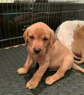 Foto №1. labradoodle - zum Verkauf in der Stadt Manila | 380€ | Ankündigung № 158896