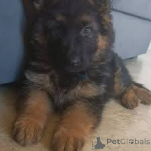 Foto №3. Preciosos cachorros de Pastor Alemán en venta. Portugal