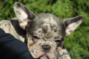 Foto №4. Ich werde verkaufen französische bulldogge in der Stadt Belgrad. züchter - preis - verhandelt