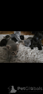 Foto №4. Ich werde verkaufen siamkatze in der Stadt Carouge.  - preis - 650€