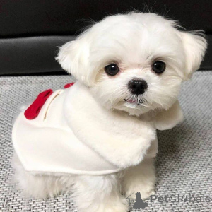 Foto №2 zu Ankündigung № 167175 zu verkaufen malteser - einkaufen Finnland quotient 	ankündigung, aus dem tierheim