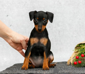 Foto №1. zwergpinscher - zum Verkauf in der Stadt Texas City | 804€ | Ankündigung № 126298