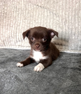 Foto №4. Ich werde verkaufen chihuahua in der Stadt Berlin. züchter - preis - 400€