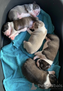 Foto №2 zu Ankündigung № 133353 zu verkaufen boston terrier - einkaufen Deutschland quotient 	ankündigung