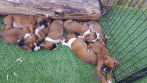 Foto №4. Ich werde verkaufen deutscher boxer in der Stadt Gotland. quotient 	ankündigung, züchter - preis - 600€