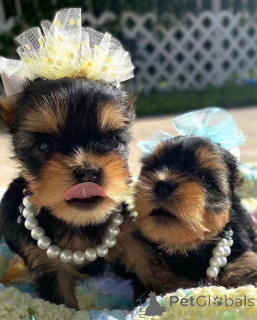 Foto №2 zu Ankündigung № 166142 zu verkaufen biewer terrier - einkaufen USA züchter