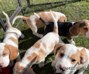 Foto №1. beagle - zum Verkauf in der Stadt Paris | verhandelt | Ankündigung № 120012