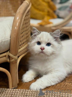 Foto №2 zu Ankündigung № 157682 zu verkaufen ragdoll-katze - einkaufen Schweiz quotient 	ankündigung
