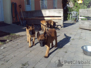 Foto №1. belgischer schäferhund - zum Verkauf in der Stadt Onondaga | 473€ | Ankündigung № 124686