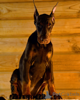Foto №3. Dobermann FCI TOP Welpen Doberman. Deutschland