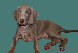 Foto №2 zu Ankündigung № 96422 zu verkaufen weimaraner - einkaufen Kroatien quotient 	ankündigung