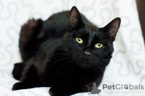 Foto №4. Ich werde verkaufen  in der Stadt Minsk.  - preis - Frei