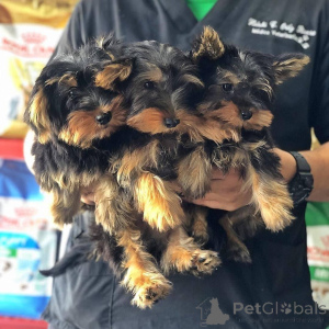 Foto №1. yorkshire terrier - zum Verkauf in der Stadt Helsinki | Frei | Ankündigung № 172398