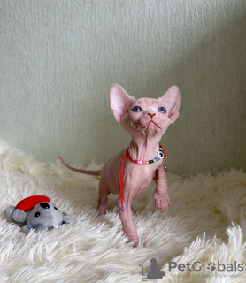 Foto №2 zu Ankündigung № 53172 zu verkaufen sphynx-katze - einkaufen USA quotient 	ankündigung