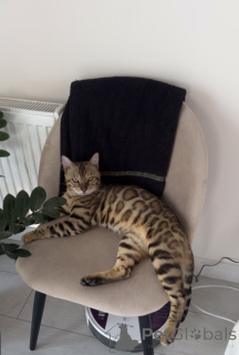 Foto №1. Paarung Service - züchten: bengal katzenrasse. Preis - verhandelt