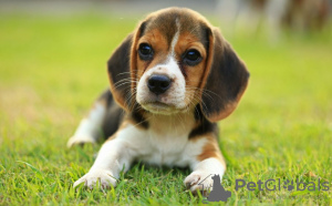 Foto №3. Gesunde Beagle-Welpen zur kostenlosen Adoption. Deutschland