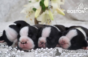 Zusätzliche Fotos: Boston Terrier Welpen zu verkaufen