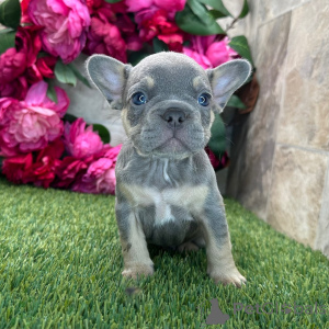 Foto №2 zu Ankündigung № 175386 zu verkaufen französische bulldogge - einkaufen USA quotient 	ankündigung
