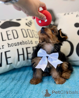 Foto №1. yorkshire terrier - zum Verkauf in der Stadt Frankfurt | verhandelt | Ankündigung № 178085