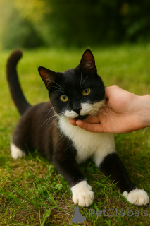 Foto №3. Auf der Suche nach einem Haus erstaunlich Freitag Jentlme! Moskva und Mo.. Russische Föderation