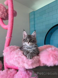 Foto №2 zu Ankündigung № 168179 zu verkaufen maine-coon-katze - einkaufen Deutschland züchter