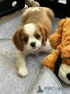 Foto №3. Chiots Cavalier King Charles Spaniel zu verkaufen. Frankreich