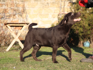 Zusätzliche Fotos: Schokoladen-Labrador-Apportierhund-Junge.