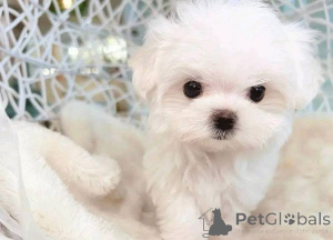 Foto №3. Bereit für ein neues Zuhause. Schreiben Sie mir, ob Sie ihr ein neues Leben. USA