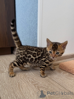 Foto №1. bengal katzenrasse - zum Verkauf in der Stadt Norrköping | verhandelt | Ankündigung № 171198
