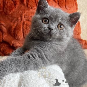 Foto №3. Bella, die elegante kleine Prinzessin. Deutschland