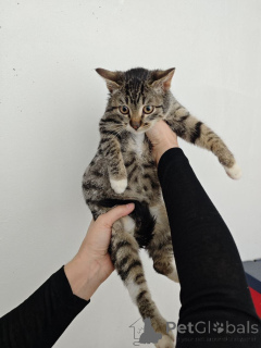 Foto №4. Ich werde verkaufen  in der Stadt Moskwa. quotient 	ankündigung - preis - Frei