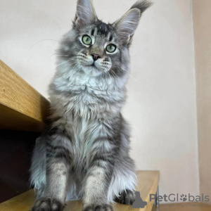 Foto №3. Mainecoon-Kätzchen zur kostenlosen Adoption. Deutschland