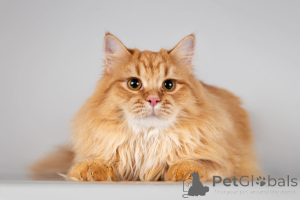 Foto №4. Ich werde verkaufen  in der Stadt Chimki. aus dem tierheim - preis - Frei