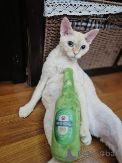 Foto №3. Unsere wunderschönen Devon-Rex-Kätzchen suchen ein liebevolles und. Deutschland