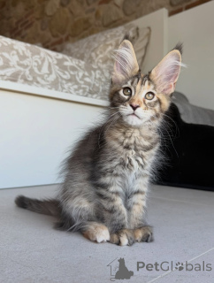 Foto №1. maine-coon-katze - zum Verkauf in der Stadt Stockholm | verhandelt | Ankündigung № 171095