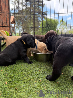Foto №4. Ich werde verkaufen labrador retriever in der Stadt Berlin. züchter - preis - verhandelt