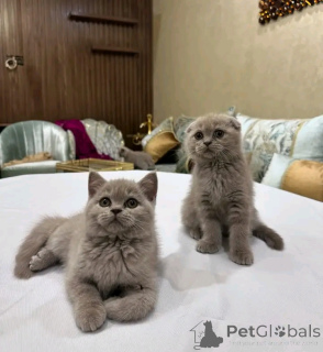 Foto №1. britisch kurzhaar - zum Verkauf in der Stadt Bristol | 3€ | Ankündigung № 158805