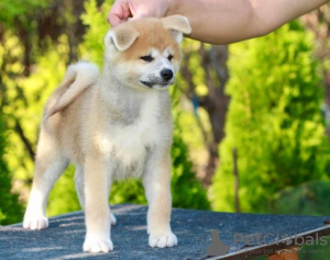 Foto №3. Akita Inu. Serbien