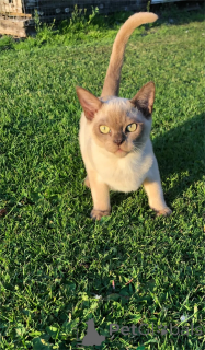 Foto №1. burma-katze - zum Verkauf in der Stadt Füssen | 350€ | Ankündigung № 154160
