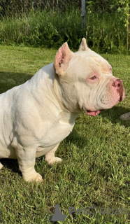 Foto №3. Amerikanische Bools. Weißrussland